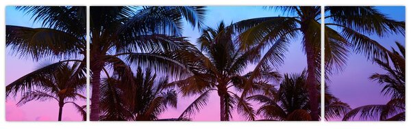 Obraz - Palmy v Miami (170x50 cm)