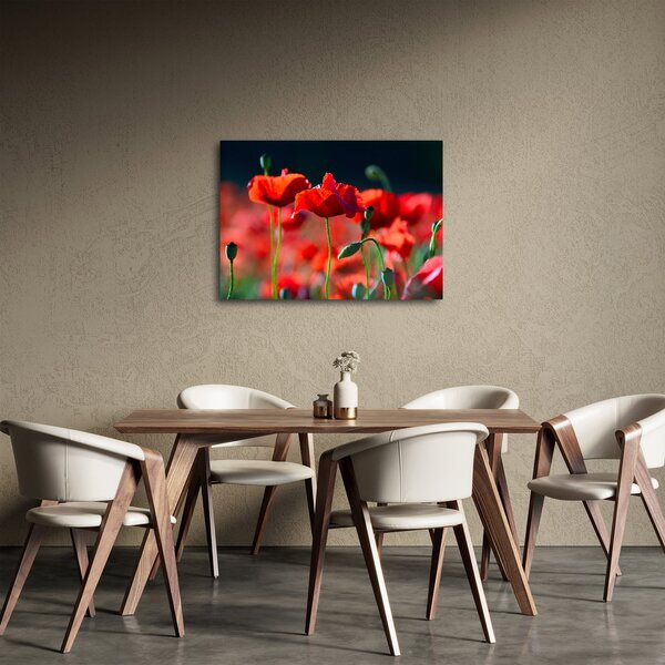 Obraz - vlčí máky (70x50 cm)