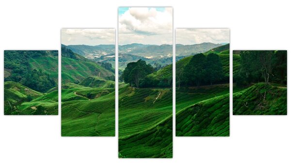 Obraz - Čajové plantáže v Malajsii (125x70 cm)