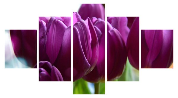 Obraz tulipánů (125x70 cm)