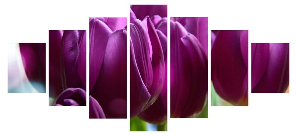 Obraz tulipánů (210x100 cm)