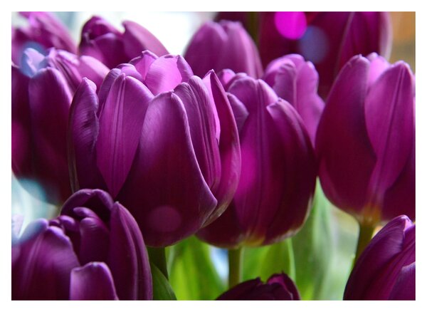 Obraz tulipánů (70x50 cm)