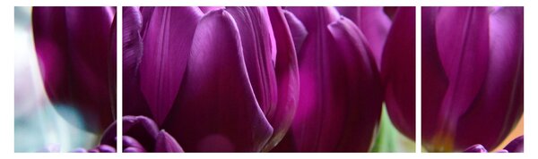Obraz tulipánů (170x50 cm)