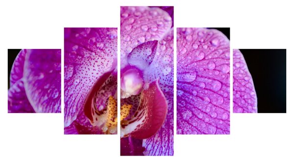 Detailní obraz květu orchideje (125x70 cm)