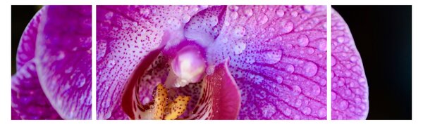 Detailní obraz květu orchideje (170x50 cm)
