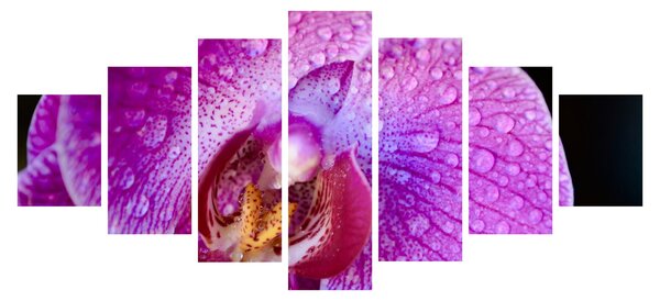 Detailní obraz květu orchideje (210x100 cm)