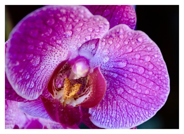 Detailní obraz květu orchideje (70x50 cm)