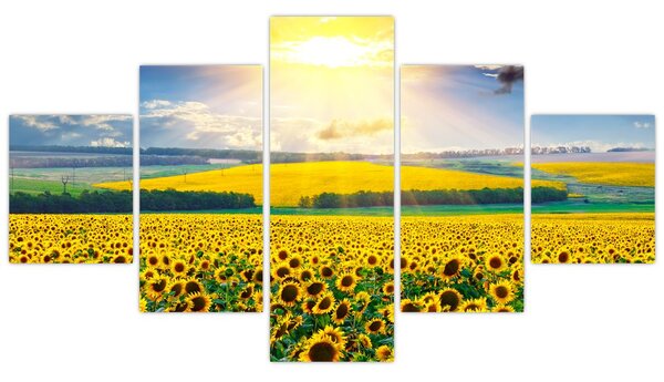 Obraz - Pole Slunečnic (125x70 cm)