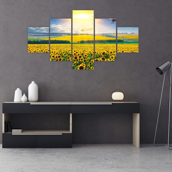 Obraz - Pole Slunečnic (125x70 cm)