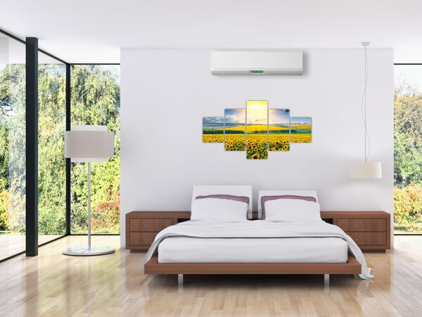 Obraz - Pole Slunečnic (125x70 cm)