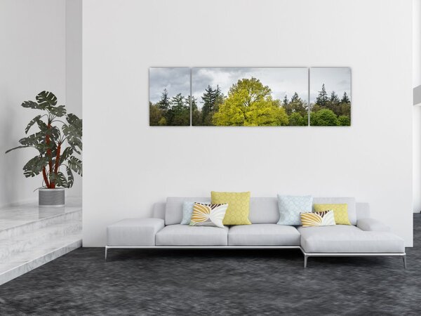 Obraz zeleného stromu uprostřed pole (170x50 cm)