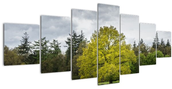 Obraz zeleného stromu uprostřed pole (210x100 cm)
