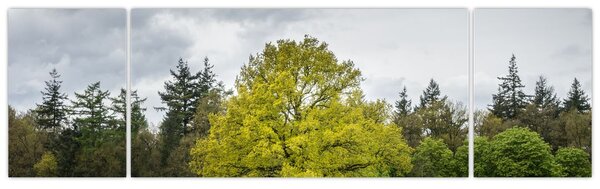 Obraz zeleného stromu uprostřed pole (170x50 cm)