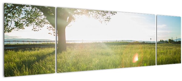 Obraz stromu v poli (170x50 cm)