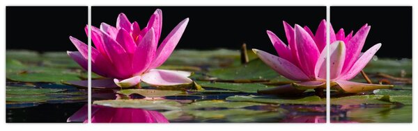 Obraz leknínů na vodě (170x50 cm)