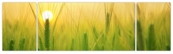Obraz pole s obilím (170x50 cm)