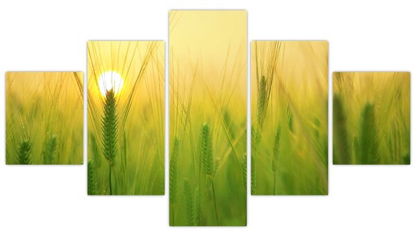 Obraz pole s obilím (125x70 cm)