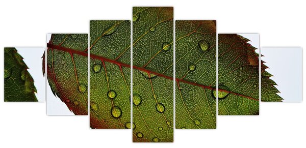 Obraz - List růže (210x100 cm)