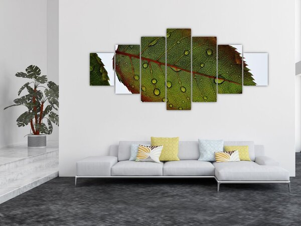 Obraz - List růže (210x100 cm)