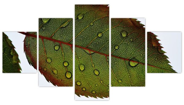Obraz - List růže (125x70 cm)