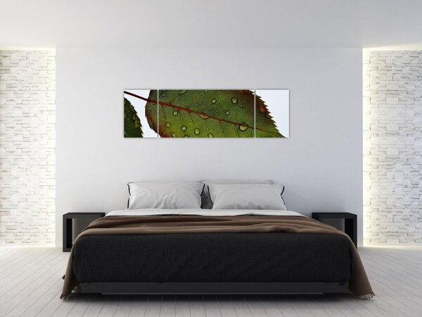 Obraz - List růže (170x50 cm)