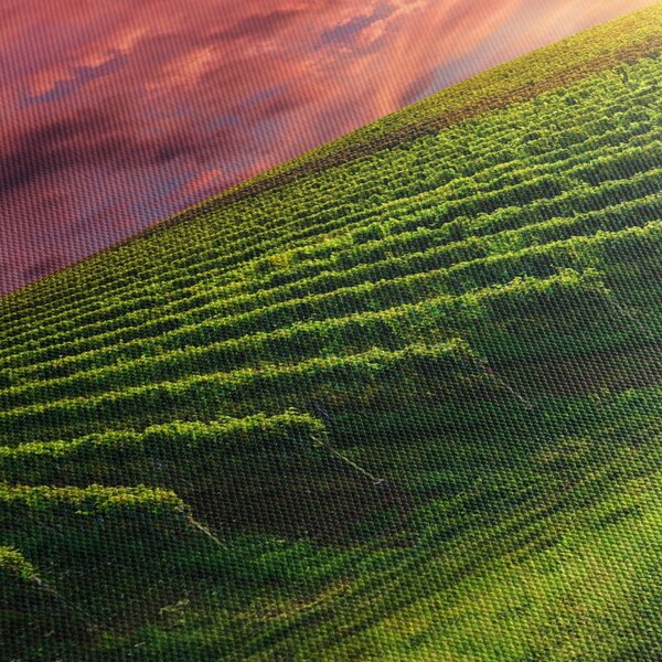 Obraz vinohradu s barevným nebem (210x100 cm)