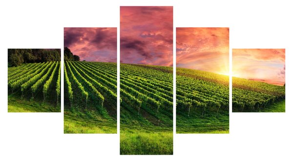 Obraz vinohradu s barevným nebem (125x70 cm)