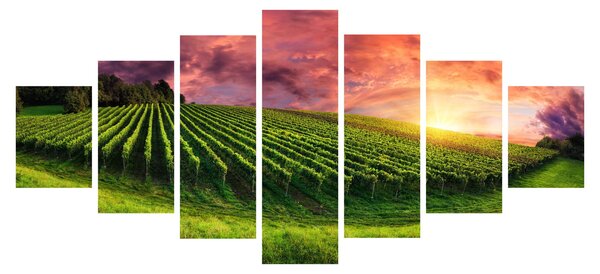 Obraz vinohradu s barevným nebem (210x100 cm)