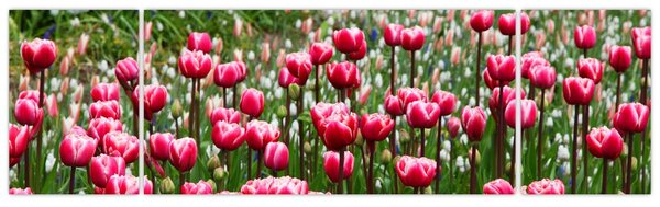 Obraz tulipánů (170x50 cm)