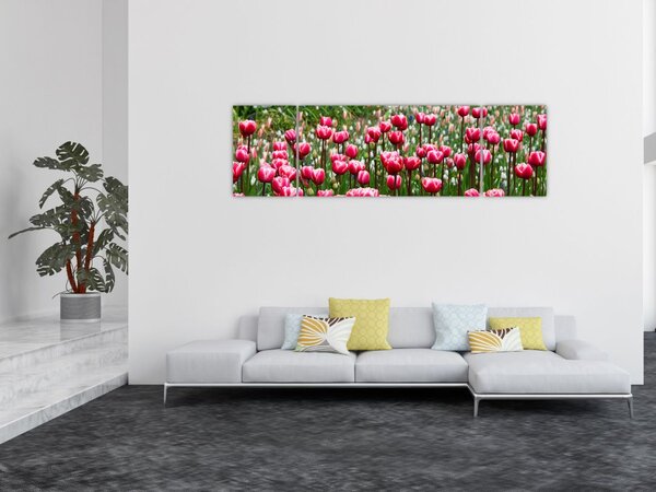 Obraz tulipánů (170x50 cm)