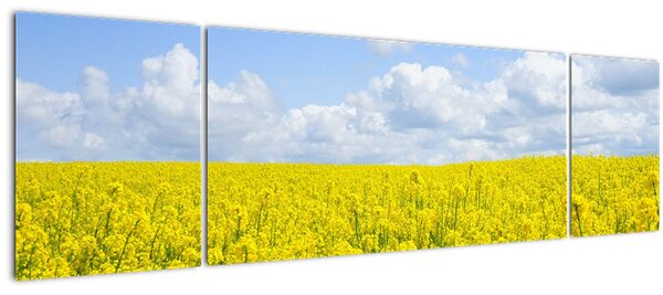 Obraz žlutého pole (170x50 cm)