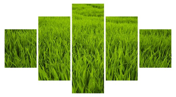 Obraz trávy (125x70 cm)