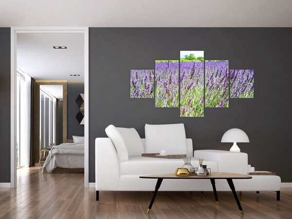 Obraz pole s levandulemi (125x70 cm)