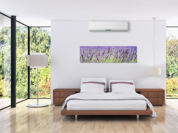 Obraz pole s levandulemi (170x50 cm)