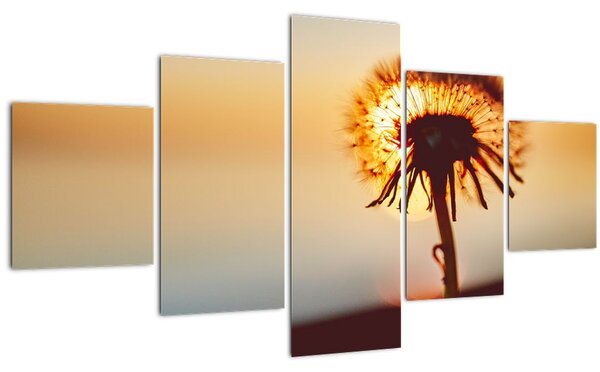 Obraz Pampelišky v západu slunce (125x70 cm)