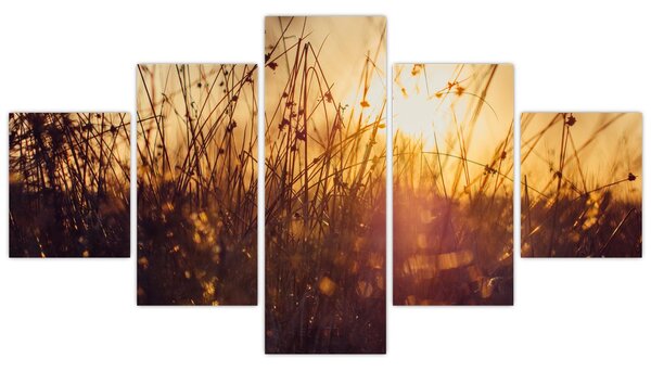 Obraz pole při západu slunce (125x70 cm)