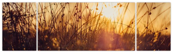 Obraz pole při západu slunce (170x50 cm)