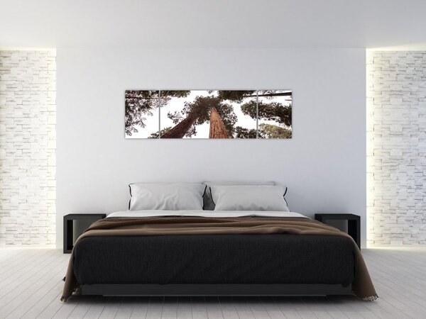 Obraz - Pohled skrz koruny stromů (170x50 cm)