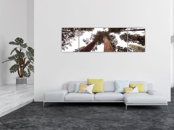 Obraz - Pohled skrz koruny stromů (170x50 cm)