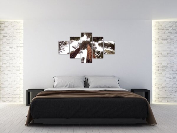 Obraz - Pohled skrz koruny stromů (125x70 cm)