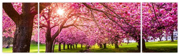 Obraz rozkvetlých třešní, Hurd Park, Dover, New Jersey (170x50 cm)