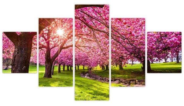 Obraz rozkvetlých třešní, Hurd Park, Dover, New Jersey (125x70 cm)