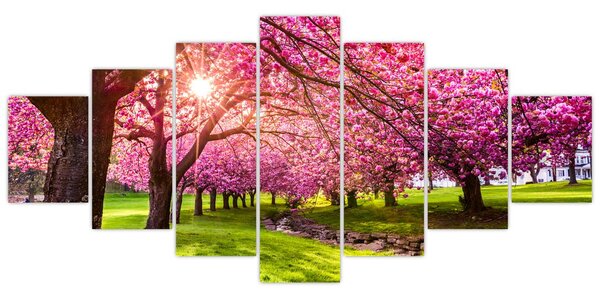 Obraz rozkvetlých třešní, Hurd Park, Dover, New Jersey (210x100 cm)