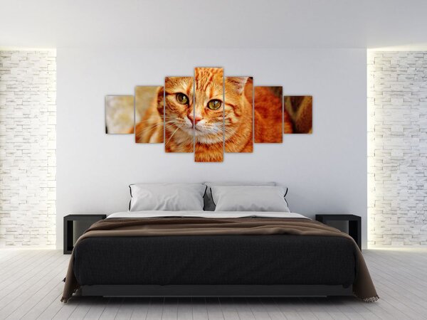 Obraz ležící kočky (210x100 cm)