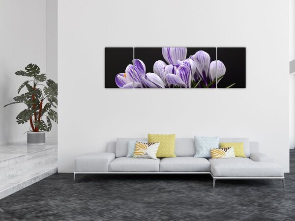 Obraz - Fialové krokusy (170x50 cm)