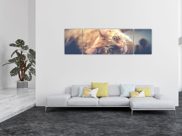 Obraz kočky na podlaze (170x50 cm)