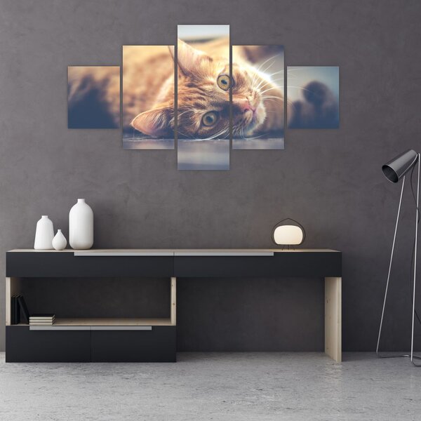 Obraz kočky na podlaze (125x70 cm)