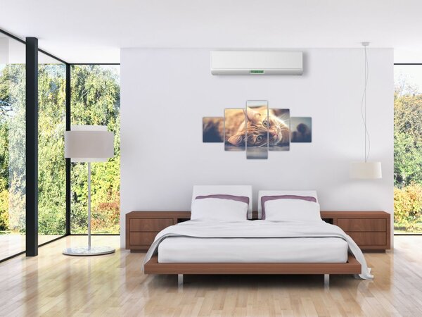 Obraz kočky na podlaze (125x70 cm)