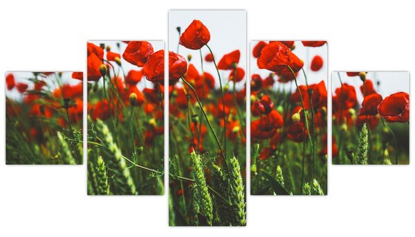 Obraz vlčích máků ve větru (125x70 cm)