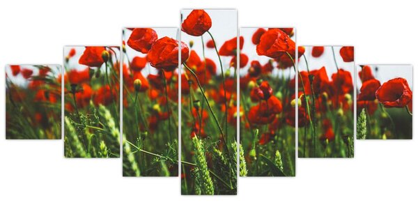 Obraz vlčích máků ve větru (210x100 cm)
